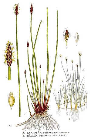 Archivo:424 Scirpus acicularis, Scirpus palustris