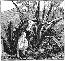 Archivo:AMPP D353 Gathering the juice of the maguey for pulque