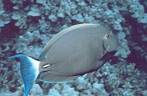 Archivo:Acanthurus dussumieri