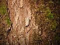 Acer macrophyllum bark 7532