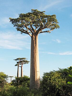 Archivo:Adansonia grandidieri 02