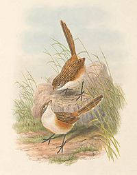 Archivo:Amytis goyderi - The Birds of New Guinea (cropped)