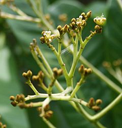 Anacardium excelsum 2.jpg