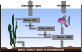 Aquarium Nitrogen Cycle es
