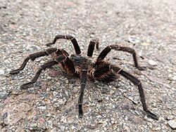 Araña pollito de collar (Eupalaestrus weijenberghi) 06.jpg
