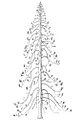 Araucarioxylon arizonicum reconstruccion