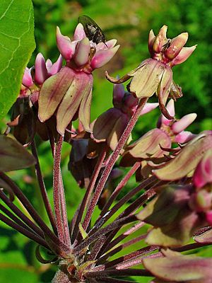 Archivo:Asclepias syriaca 003