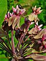 Asclepias syriaca 003