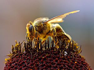 Archivo:Bee Collecting Pollen 2004-08-14