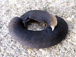 Black-velvet leatherleaf slug (belocaulus angustipes).jpg