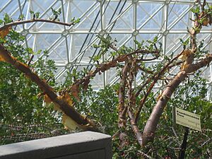 Archivo:Boswellia-sacra-greenhouse
