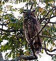 Bubo virginianus -Extrema, Minas Gerais, Brazil-8