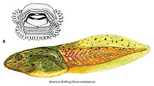 Archivo:Bullfrtadpole
