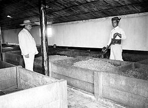 Archivo:COLLECTIE TROPENMUSEUM De fermenteerbakken voor cacao op onderneming Getas Midden-Java TMnr 10012254