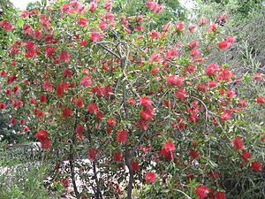 Archivo:Callistemon comboynensis HRM1