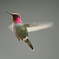 Calypte anna -San Luis Obispo, California, USA -male -flying-8