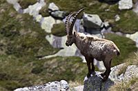 Archivo:Capra ibex -Ceresole Reale, Turin Province, Italy-8 (1)