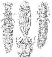 Archivo:Carabus auratus larva pupa