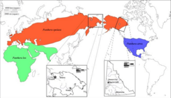 Extensión máxima de distribución biogeográfica de las subespecies de león: en rojo, Panthera  spelaea; en azul Panthera atrox; y en verde, Panthera leo leo/Panthera leo persica.