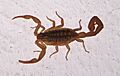 Centruroides suffusus