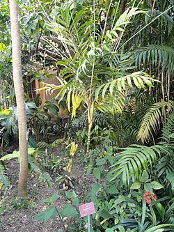 Chamaedorea oreophila - Val Rahmeh - DSC04279.JPG