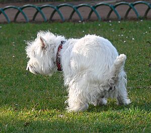 Archivo:Chien crotte lille