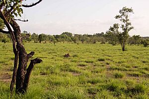 Archivo:Comoe Savannah 2