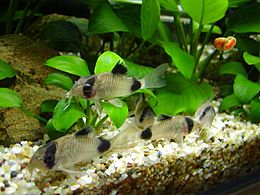 Corydoras panda 1.jpg