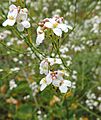 Crambe pritzelii kz3