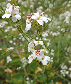 Crambe pritzelii kz3.JPG