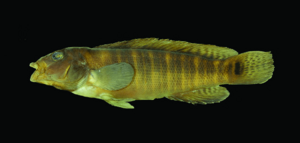 Archivo:Crenicichla jupiaensis (3678467)