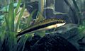 Crossocheilus siamensis pl