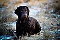 Curly coated retriever 1.jpg