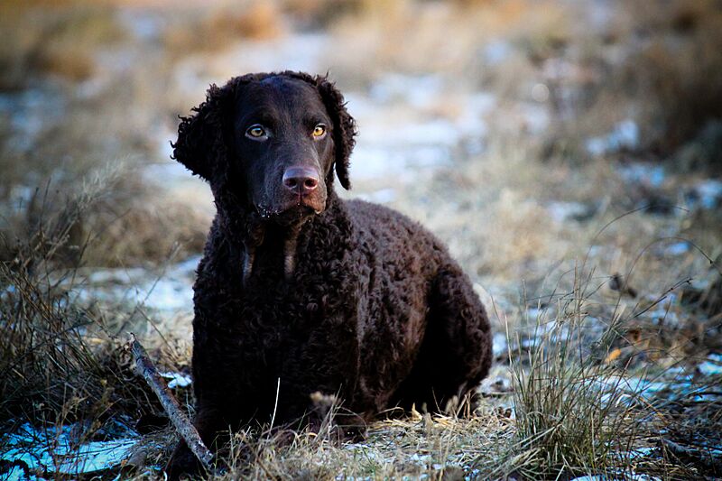 Curly coated retriever 1