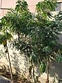 Curry patta plant