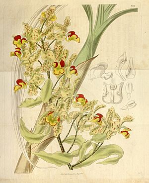 Cyrtopodium punctatum - Curtis' 63 (N.S. 10) pl. 3507 (1836).jpg