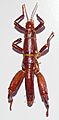 Dryococelus australis 02 Pengo