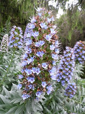 Archivo:Echium acanthocarpum kz5