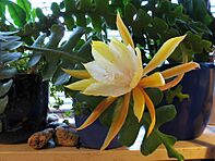 Epiphyllum anguliger 2007-10-18 flowering IMG 4642 EDIT.jpg