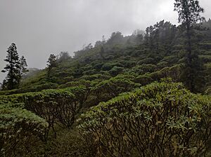 Archivo:Euphorbia Tuckeyana - Sau Nicolau - Monte Gordo (2)