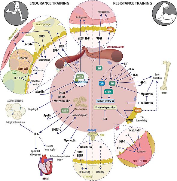 Exercise induced Skeletal muscle secretome