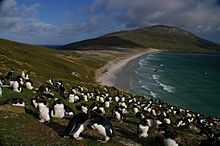 Archivo:Falkland Islands Penguins 82