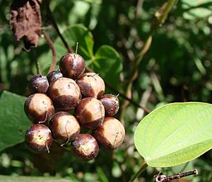 Archivo:Flickr - João de Deus Medeiros - Merremia umbellata