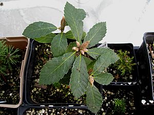 Archivo:Flickr - brewbooks - Quercus sadleriana (Deer Oak) (1)