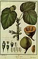 Flora Huayaquilensis