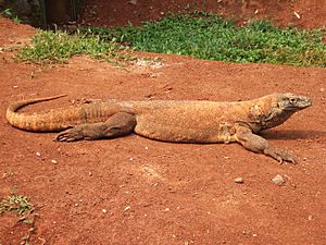 Archivo:Komodo dragon Varanus komodoensis Ragunan Zoo 2