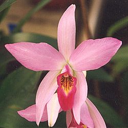 Laelia-anceps.jpg