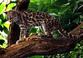 Leopardus wiedii