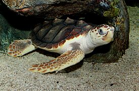 Loggerhead Sea Turtle (Caretta caretta) 2