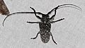 Longhorn Beetle (Oncideres gutturator) (25972471158)